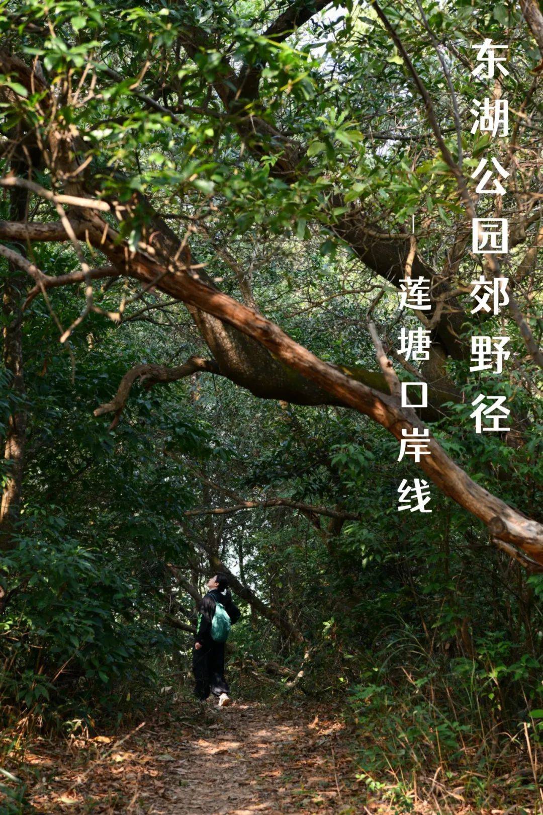 郊野径上新！进入现实版“绿野仙踪”！
